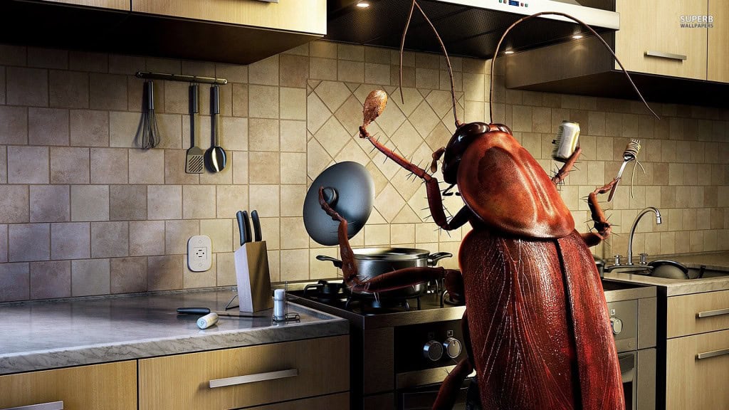A cockroach in a kitchen corner, representing cockroach control service.